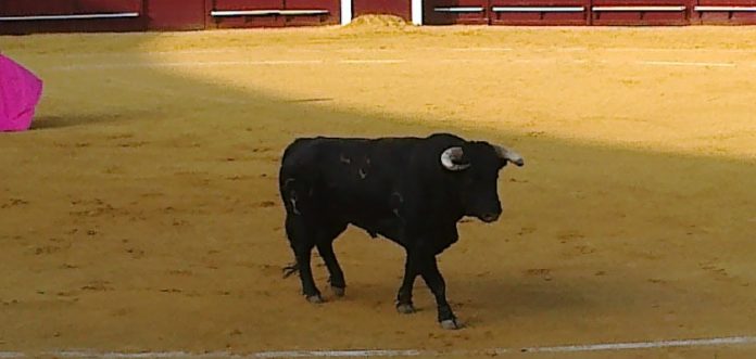 El toro 'Horneador', de Albarreal, que ha sido indultado hoy en Torremolinos. (FOTO: Agustín Hervás)